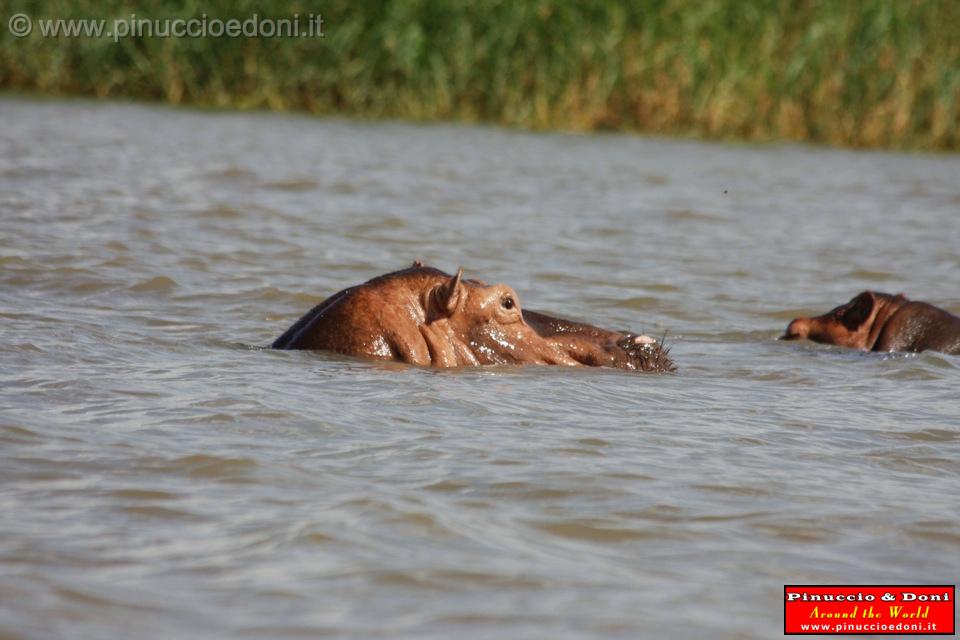 Ethiopia - Lago Chamo - Ippopotami - Hippos - 13.jpg